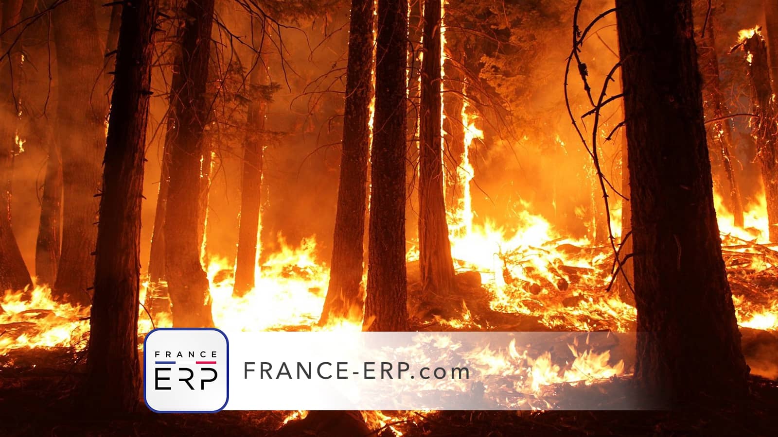 Immobilier : qu’est-ce que le risque de feux de forêt ?